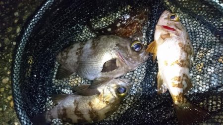 風をかわしてメバリング