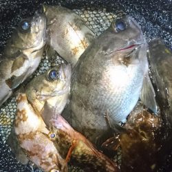 今夜は快適メバリング！！