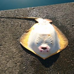 引っかけ 泳がせ