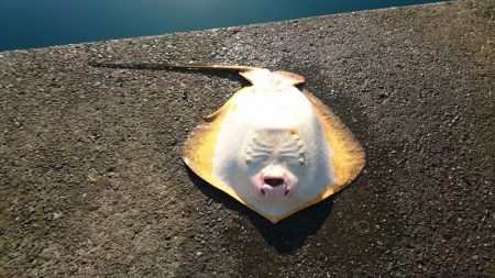 引っかけ 泳がせ