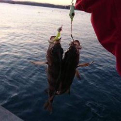 冬のブラクリ調査