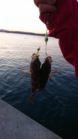 冬のブラクリ調査