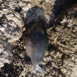 方座浦でグレ釣り