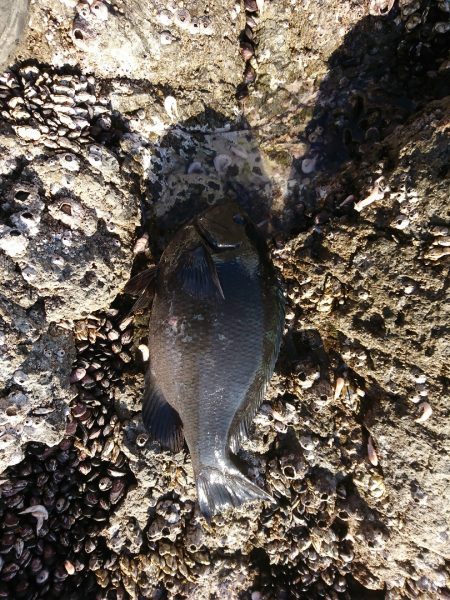 方座浦でグレ釣り