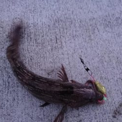 極寒の中で意外な魚が…