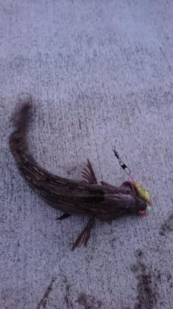 極寒の中で意外な魚が…