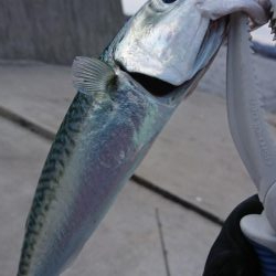 時期外れのライトショアジギング