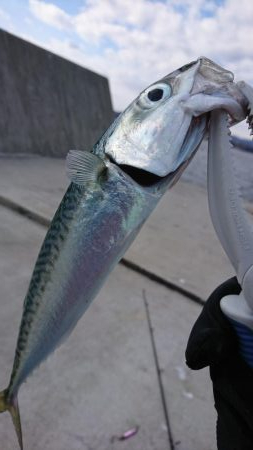 時期外れのライトショアジギング