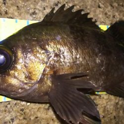 明石メバル好釣