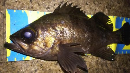 明石メバル好釣