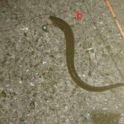 アジ、アナハゼ、アイナメ、メバル、ガシラ、アナゴ。6目達成。