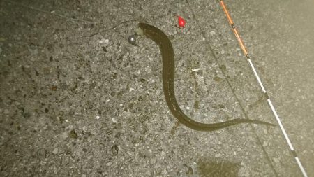 アジ、アナハゼ、アイナメ、メバル、ガシラ、アナゴ。6目達成。