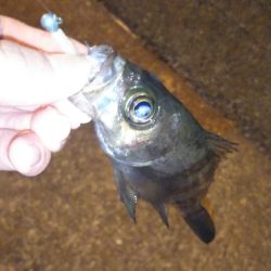 渋くても釣れる根魚