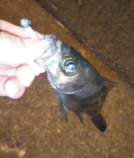 渋くても釣れる根魚