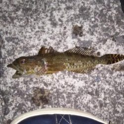 メバルのサイトフィッシング