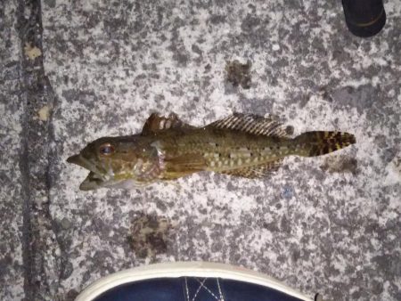 メバルのサイトフィッシング