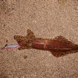 ちょこっと初釣り