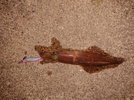 ちょこっと初釣り