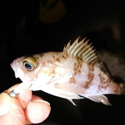 ガッシー入れ食い