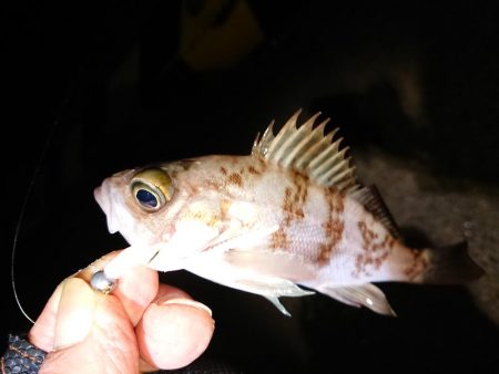 ガッシー入れ食い