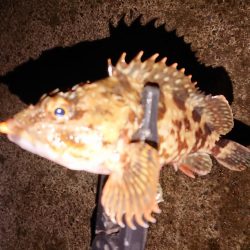 デカいの欲しい