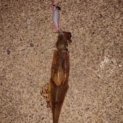 カサゴ自己記録更新