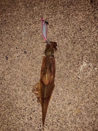 カサゴ自己記録更新