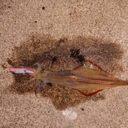 まだ渋いヤリイカ