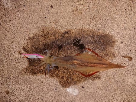 まだ渋いヤリイカ