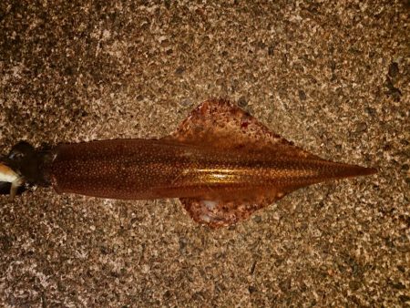 強風の中新規防波堤にて