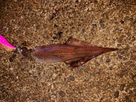 ウネリと強風の中で