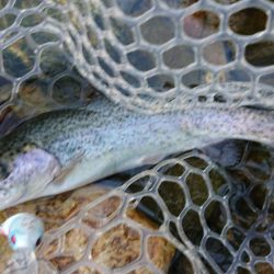 マイナス5度極寒の小柿渓谷トラウト出撃!