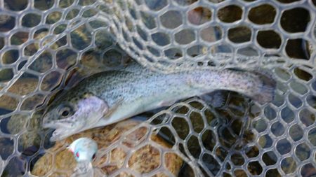 マイナス5度極寒の小柿渓谷トラウト出撃!