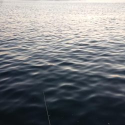 朝練、良型ガシラキャッチ成功♪