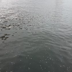 夕練は久々シーバス三連発!