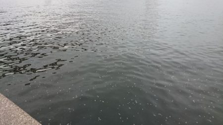 夕練は久々シーバス三連発!