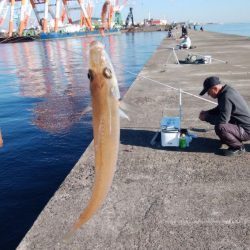 ４日も午後から播磨新島へキス釣査