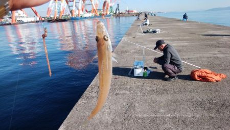 ４日も午後から播磨新島へキス釣査