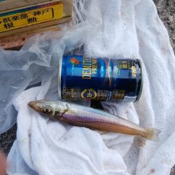 シーズン初の淡路釣行