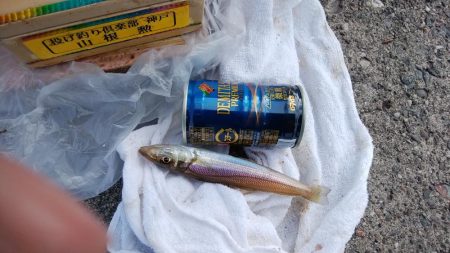 シーズン初の淡路釣行