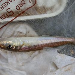 播磨新島で良型キスが釣れました