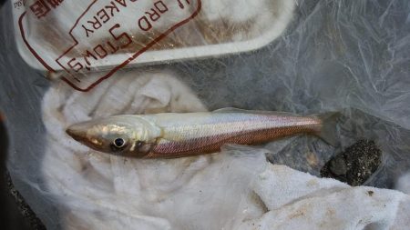 播磨新島で良型キスが釣れました