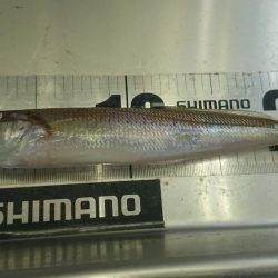 １月でもでかキス