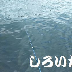 マイワシおかわり、場所移動が大当たり。