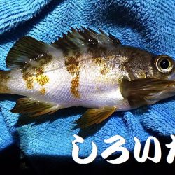 淡路島2日目。福良から洲本へ