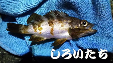 淡路島2日目。福良から洲本へ