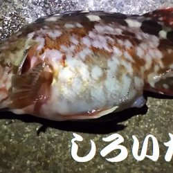 マイワシとタチウオ。