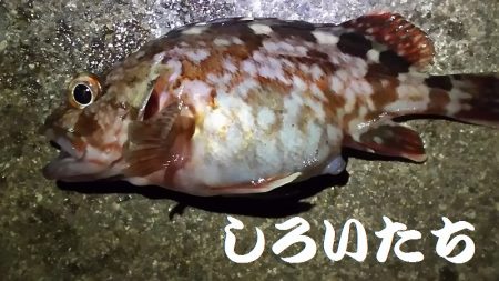 マイワシとタチウオ。