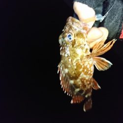 2019年初釣り ヤリイカ編