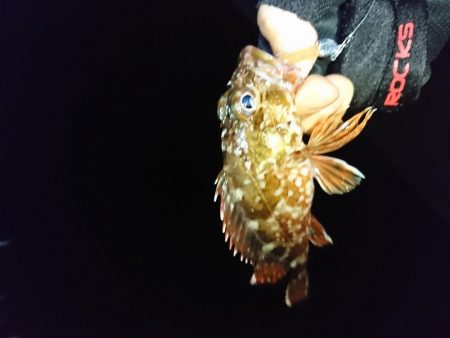 2019年初釣り ヤリイカ編